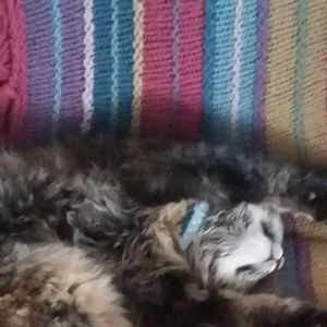 Meet your Posher, Brandy